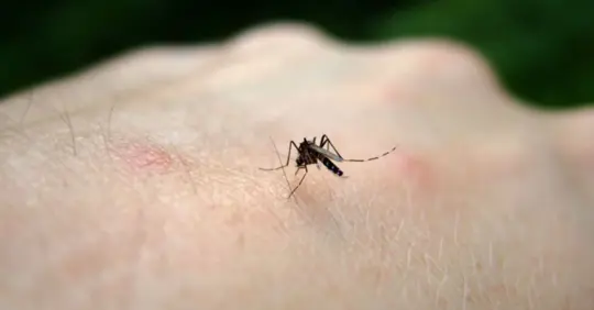 A mosquito on a hand