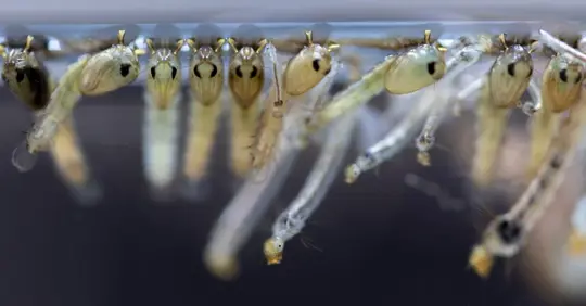 Mosquito larva