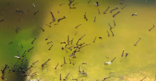 Mosquito larvae