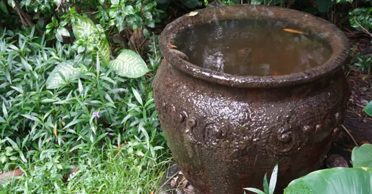Flower pot with stagnant water